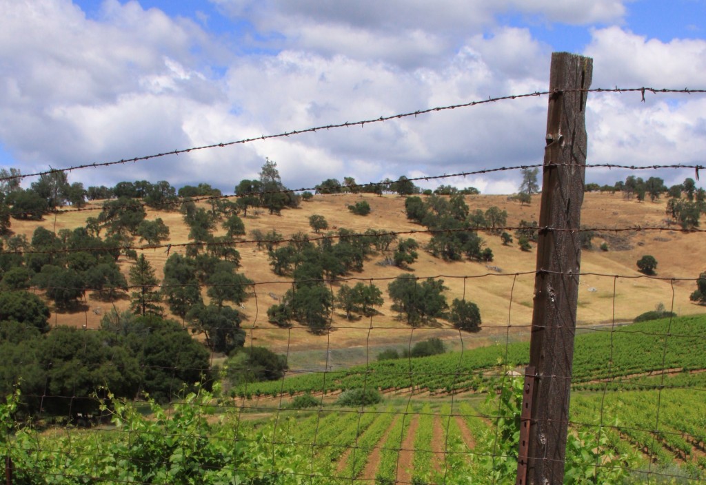 5_AM2_Post-Vineyard_photo credit Jennifer Pechette