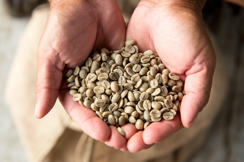 Raw coffee beans.